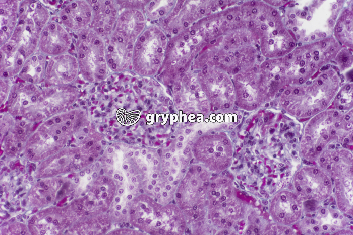 Rein zone corticale avec glomérules x100 - gryphea.com